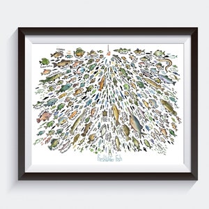 Freshwater Fish - 100s of Fish Big Art Print