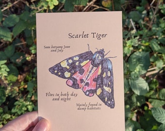 Könnte beinhalten: Eine Karte mit einer Zeichnung eines "Scarlet Tiger" Nachtfalters. Der Text auf der Karte lautet: "Gesehen zwischen Juni und Juli", "Fliegt sowohl tagsüber als auch nachts" und "Hauptsächlich in feuchten Lebensräumen zu finden".