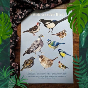 A4 Recycelter Vogel Druck, Aquarell Zeichnung, Vogel Info Geschenk, Wandkunst, Save the Garden Vogel Liebhaber, Wand Dekor/ Tier Wand dekor/ handgemacht