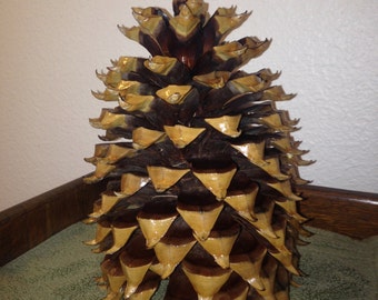 The giant Christmas pine cone, Coulter pine, is like no other and very unique in the world of pine cones!