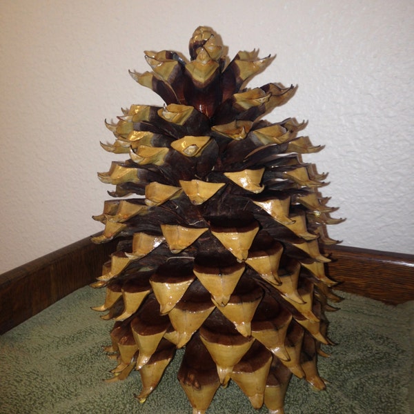 The giant Christmas pine cone, Coulter pine, is like no other and very unique in the world of pine cones!