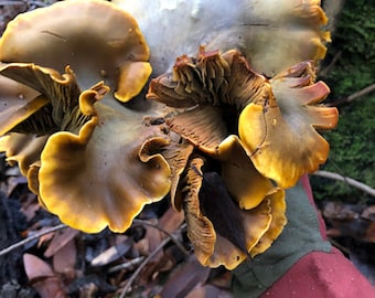 Mushroom Dye Western Jack O Lantern (Omphalotus olivascens) for Natural Dying