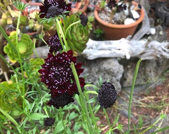 Black Knight Pincushion Flower Natural Dye