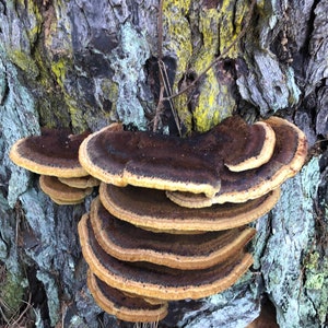 Peut inclure: Gros plan d'un groupe de champignons en forme d'&eacute;tag&egrave;res brunes et jaunes poussant sur un tronc d'arbre. Les champignons sont dispos&eacute;s en &eacute;tages, le plus grand &eacute;tant en haut.