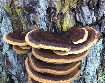 Dried Dyers Polypore for Natural Dyeing