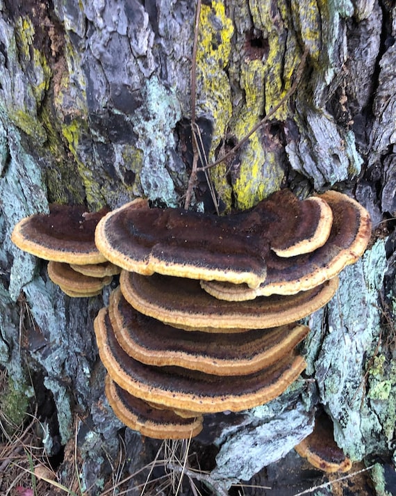 Dried Dyers Polypore for Natural Dyeing
