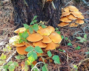 Wild Foraged Natural Mushroom Dye - Dried - Jumbo Gyms (Gymnopilus ventricosus)