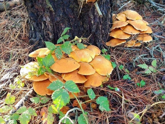 Wild Foraged Natural Mushroom Dye - Dried - Jumbo Gyms (Gymnopilus ventricosus)
