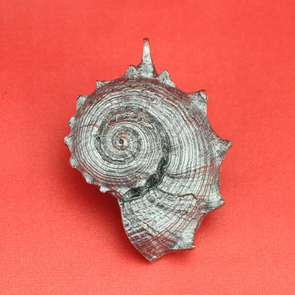 Large Nautilus Shell Etsy