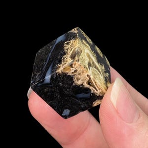 ONE Fossilized Palm Root Polished Cube