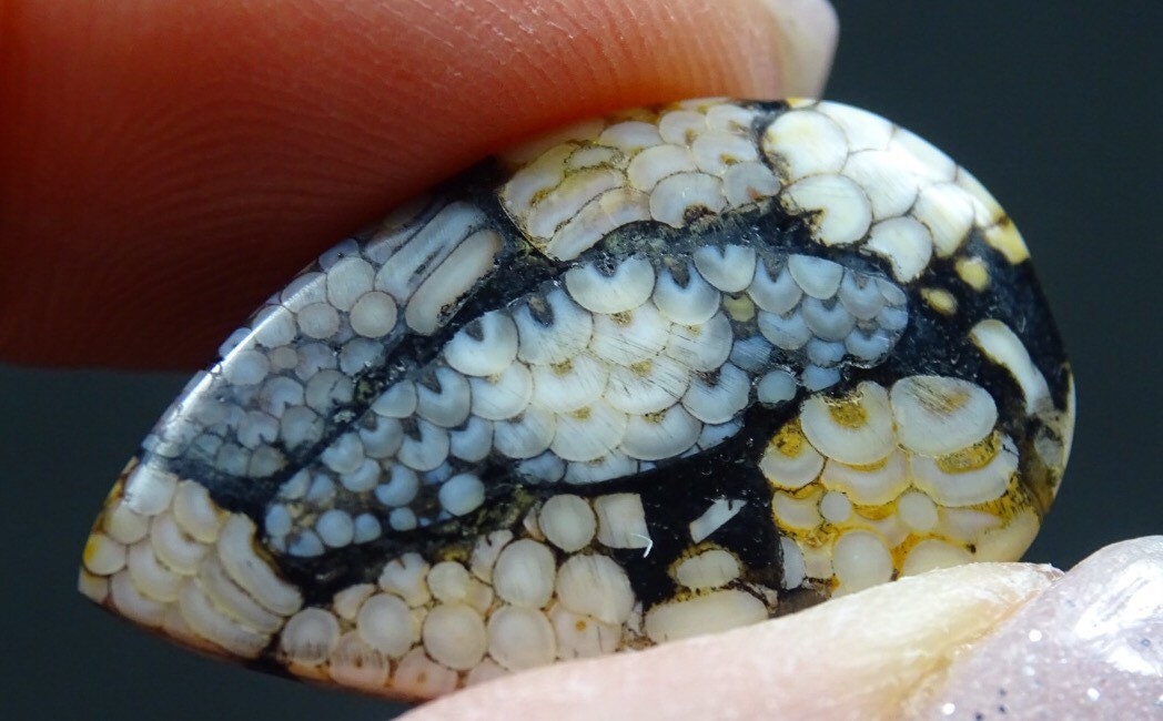 Composite Snakeskin Stone Cabochon - Fossilized Palate of Ancient ...