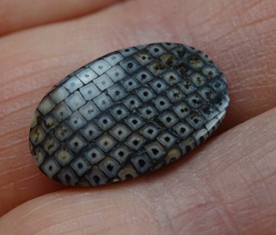 Snakeskin Stone Cabochon - Fossilized Palate of Ancient Wrasse Fish