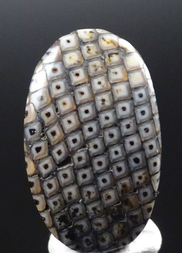 Snakeskin Stone Cabochon - Fossilized Palate of Ancient Wrasse Fish