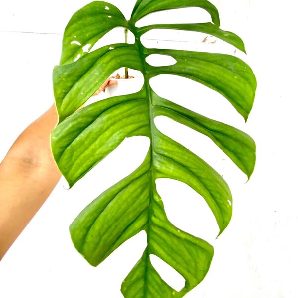 Monstera Obliqua Huanuco/US seller
