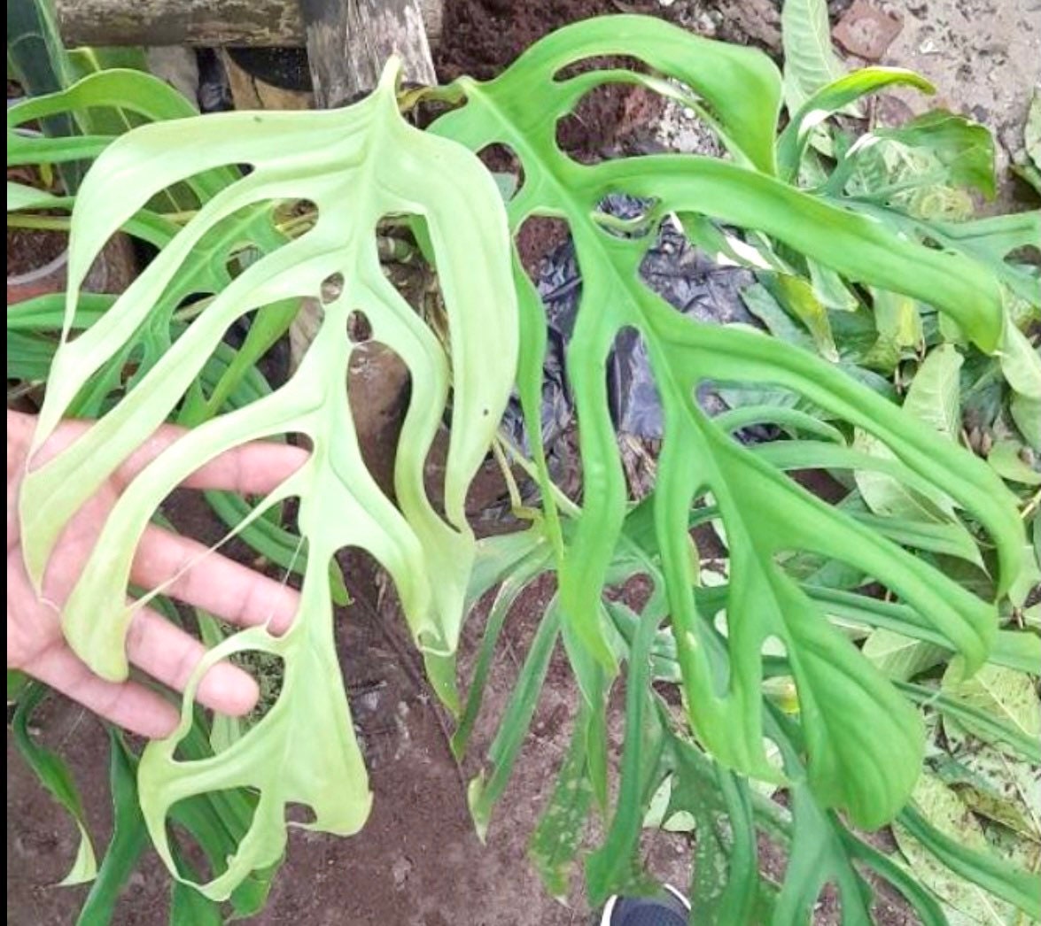Monstera Obliqua Filamentous from Peru/US seller