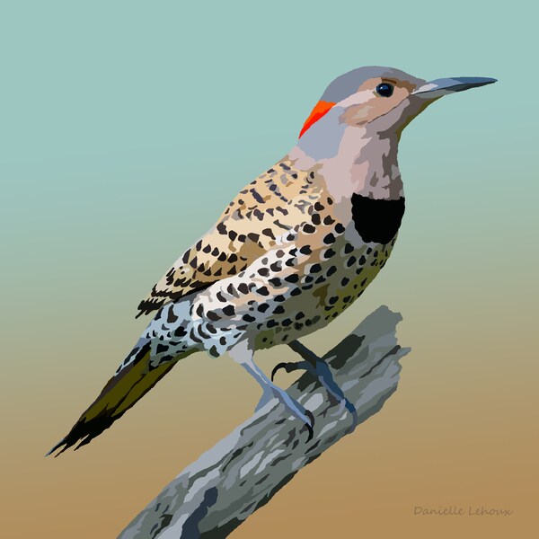 Northern Flicker - Bird Art - Graphic Art Print