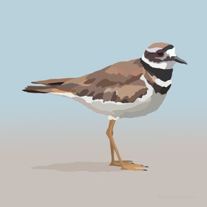 Killdeer - Bird Art - Graphic Art Print - Gifts for Birders - Birding