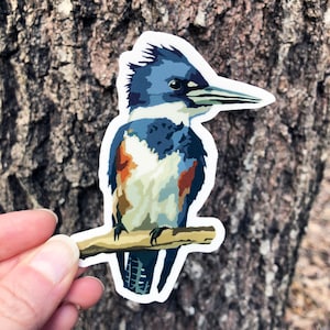 Belted Kingfisher Vinyl Sticker/Decal