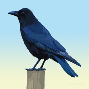 American Crow - Bird Art - Graphic Art Print