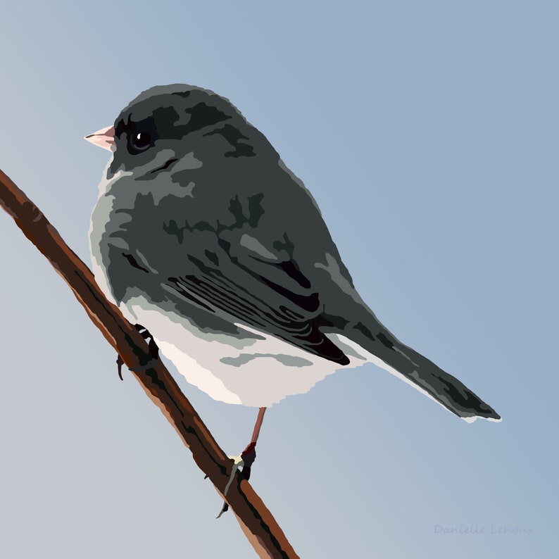 Dark-eyed Junco  Bird Art  Graphic Art Print image 1