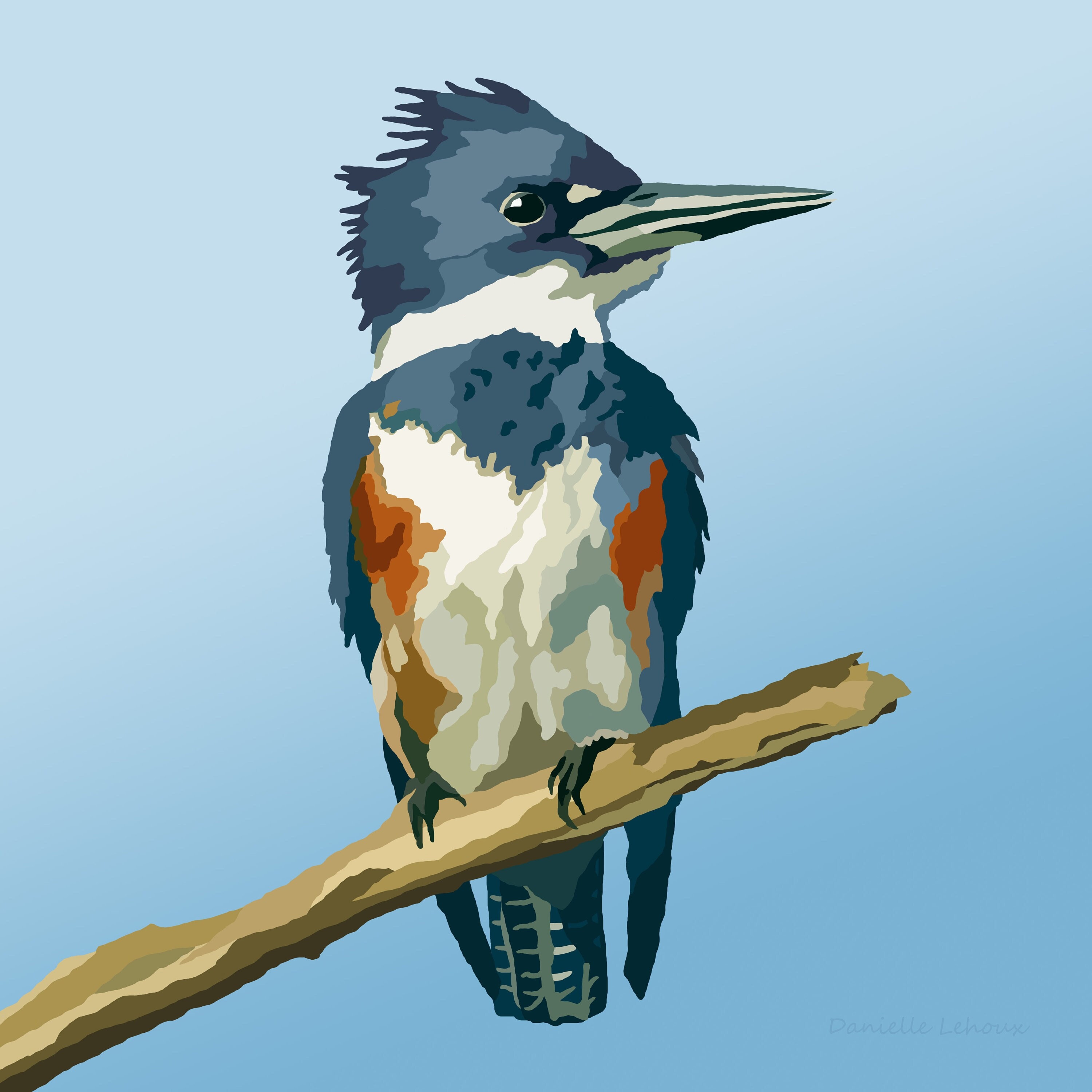 Belted Kingfisher Bird Art Graphic Art Print 