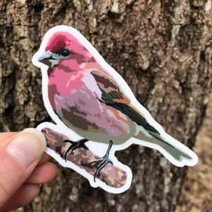 Purple Finch Vinyl Sticker/Decal