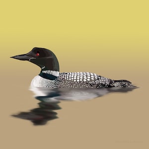 Common Loon - Bird Art - Graphic Art Print