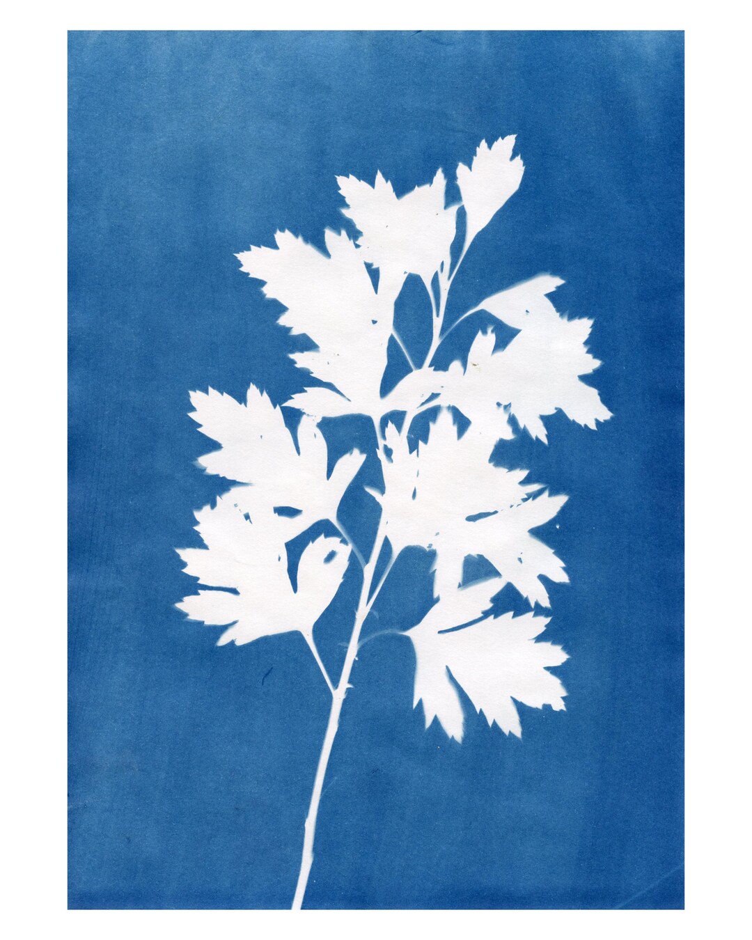 Duanwu Festival Cyanotypes — Inkjet Prints - Etsy