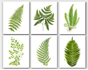 Set Of 6 Botanical Fern Prints, Green Fern Art, Botanical Plant Decor, 8 x 10 inches, Unframed