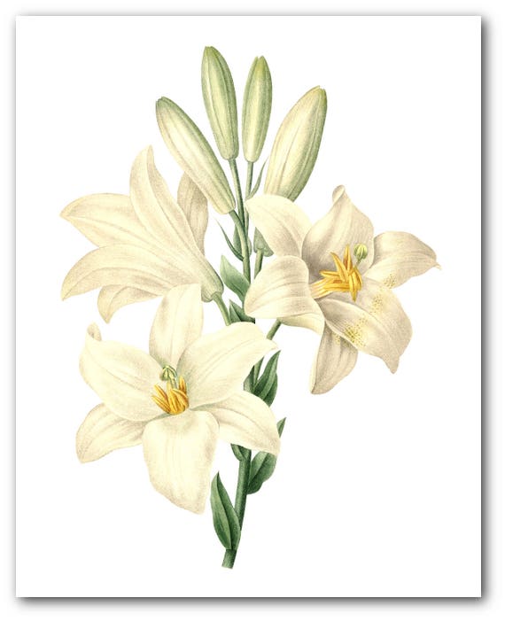 Floral Print Unframed 8 x 10 Inches Botanical Amaryllis Plant