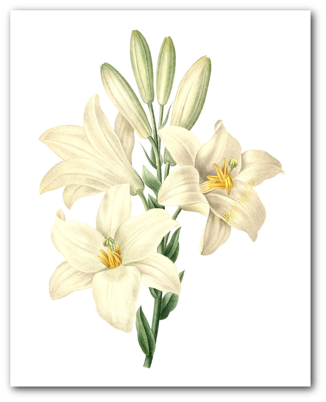 White Madonna Lily Print Botanical Flower Botanical Lilium Etsy