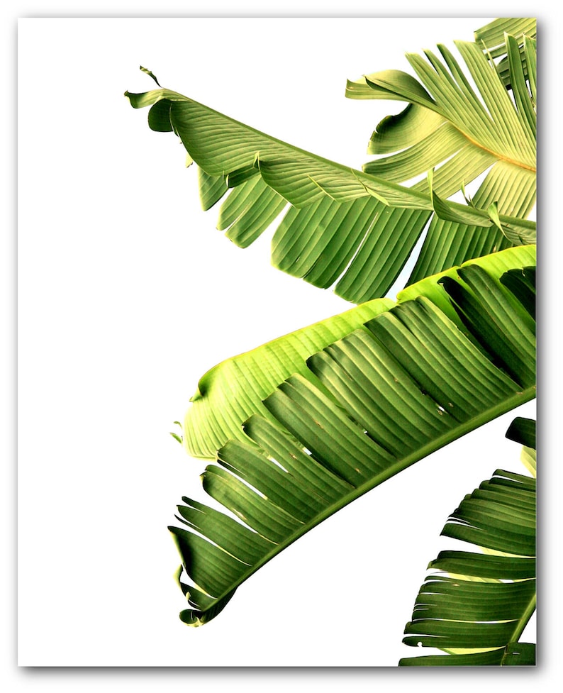 Banana Leaf Print Abstract Tropical Leaf Summer Art | Etsy