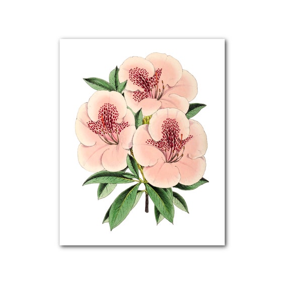 Impresión de la flor rosa ilustración botánica azalea - Etsy España