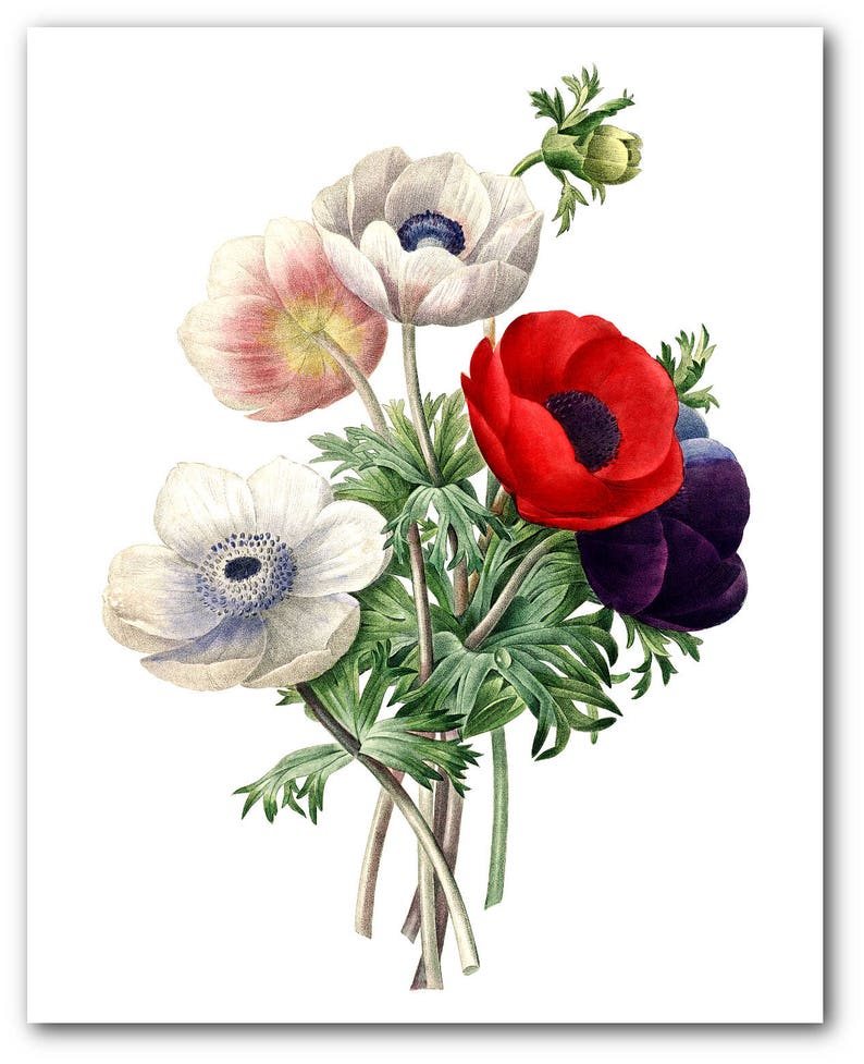 Poppy Print Botanical Illustration Poppy Bunch Garden Art | Etsy