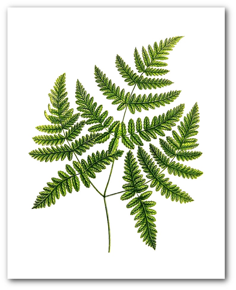 Fern Print Green Fern Art Botanical Three Branch Polypody Etsy Fern Print Green Fern Art Botanical Three Branch Polypody Etsy