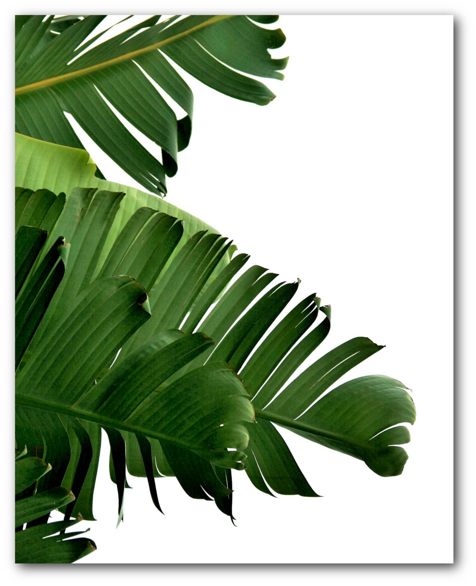 Banana Leaf Print Abstract Tropical Leaf Summer Art Etsy