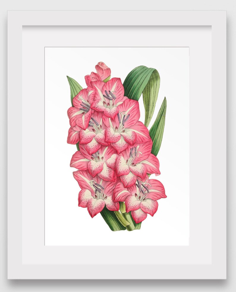 Pink Flower Print Botanical Illustration Gladiolus Garden Etsy