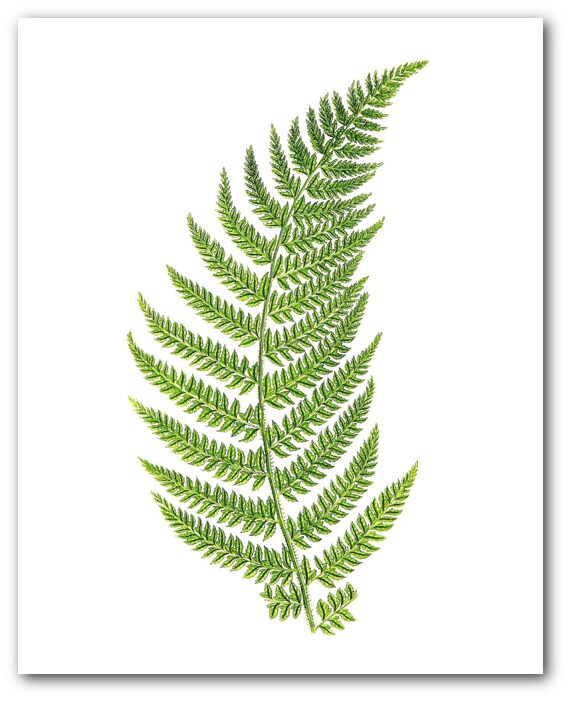 Green Fern Nature Girl Print Poster
