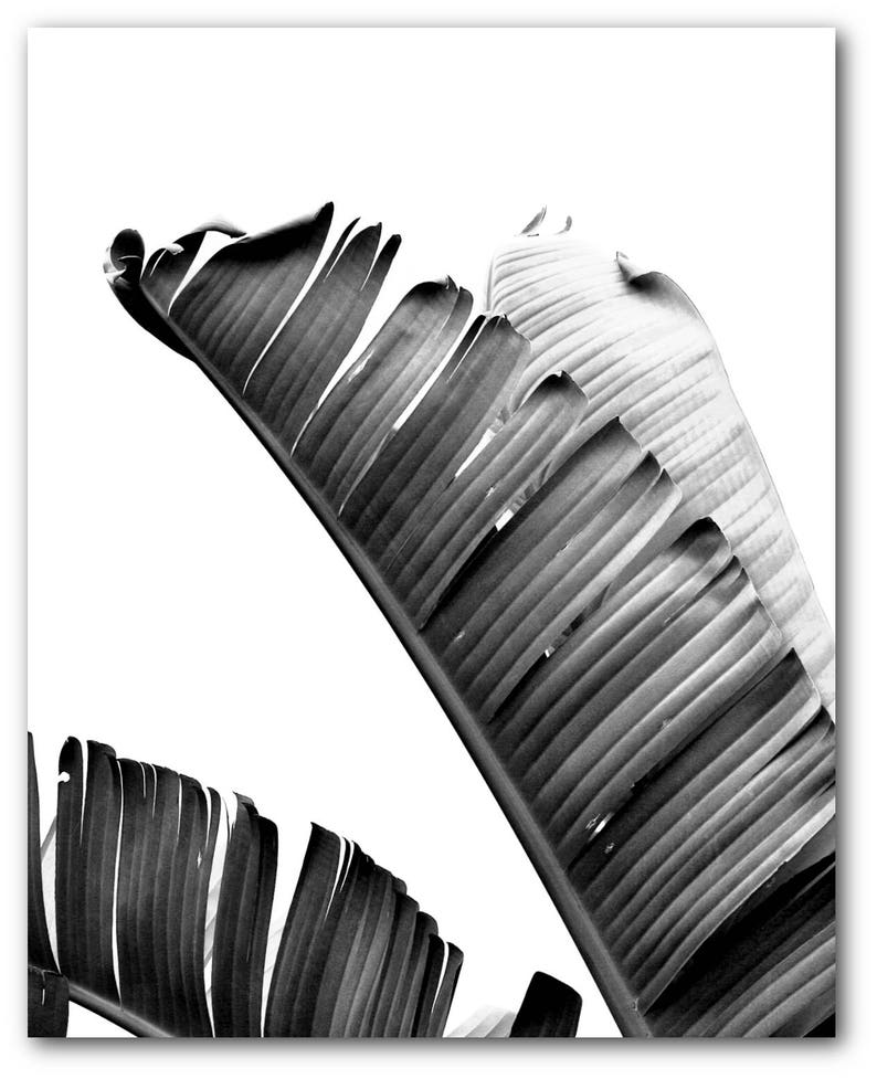 Black and White Banana Leaf Print Tropical Leaf Tropical Theme Decor Tropical Banana Leaves Summer Art 8 x 10 inches Unframed