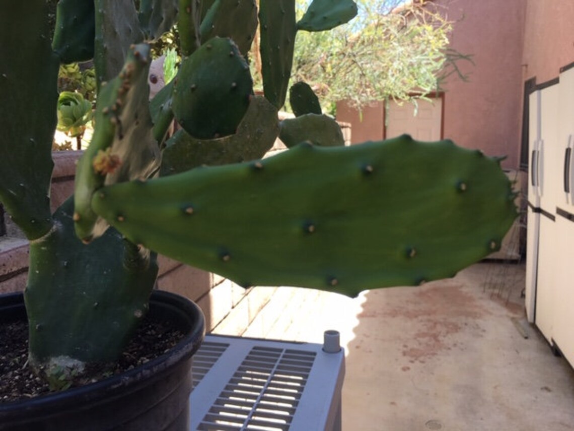 Boutures de cactus sans épine Opuntia ficus-indica. - Etsy Canada