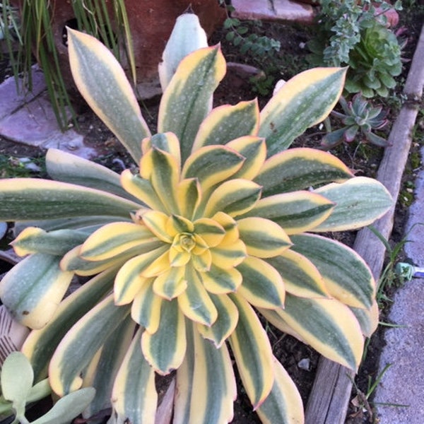 Aeonium Sunburst Succulent, Regular or Crested.