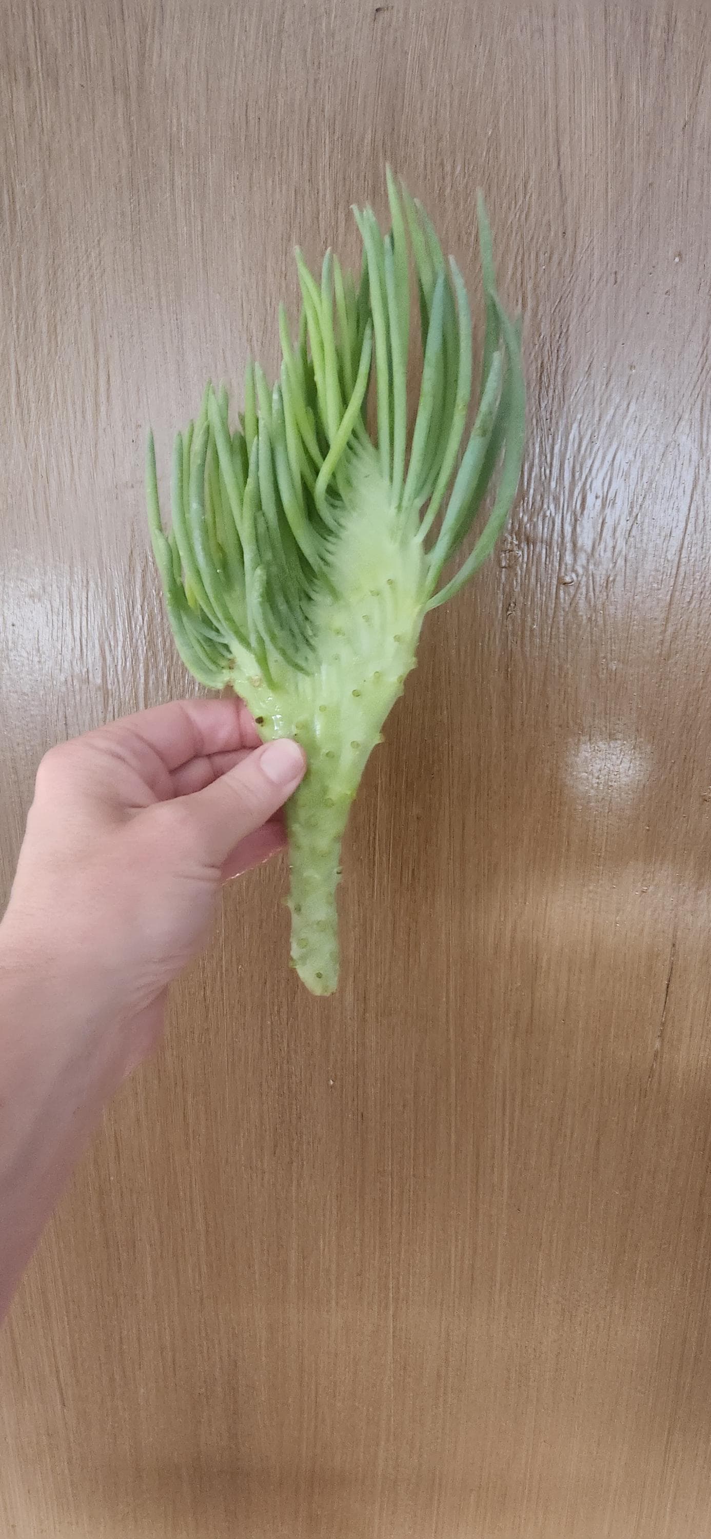 Mermaid tail succulent - Etsy Schweiz