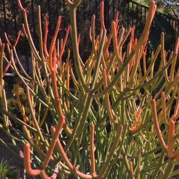 Fire Sticks or Sticks-on-fire cutting (finger plant, Indian tree spurge, pencil plant, Euphorbia Tirucalli)