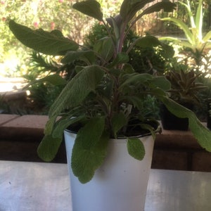 Fresh Sage Leaves – Naturally Grown, Aromatic, and Multipurpose