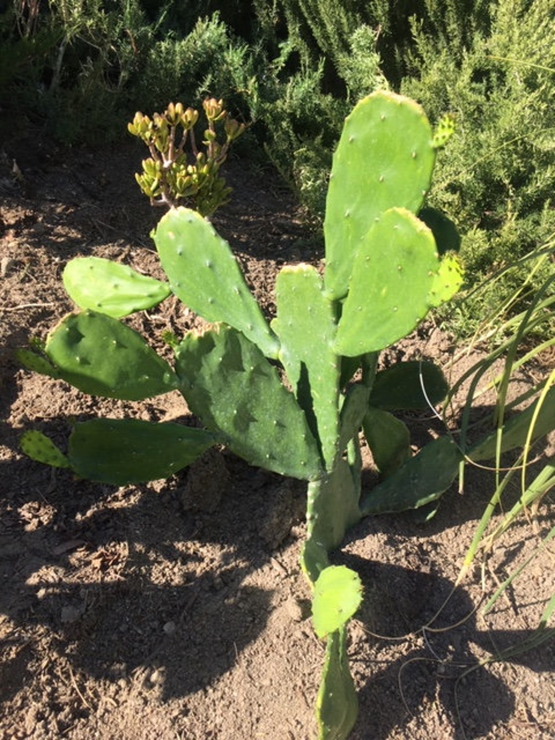 Boutures de cactus sans épine Opuntia ficus-indica. - Etsy Canada