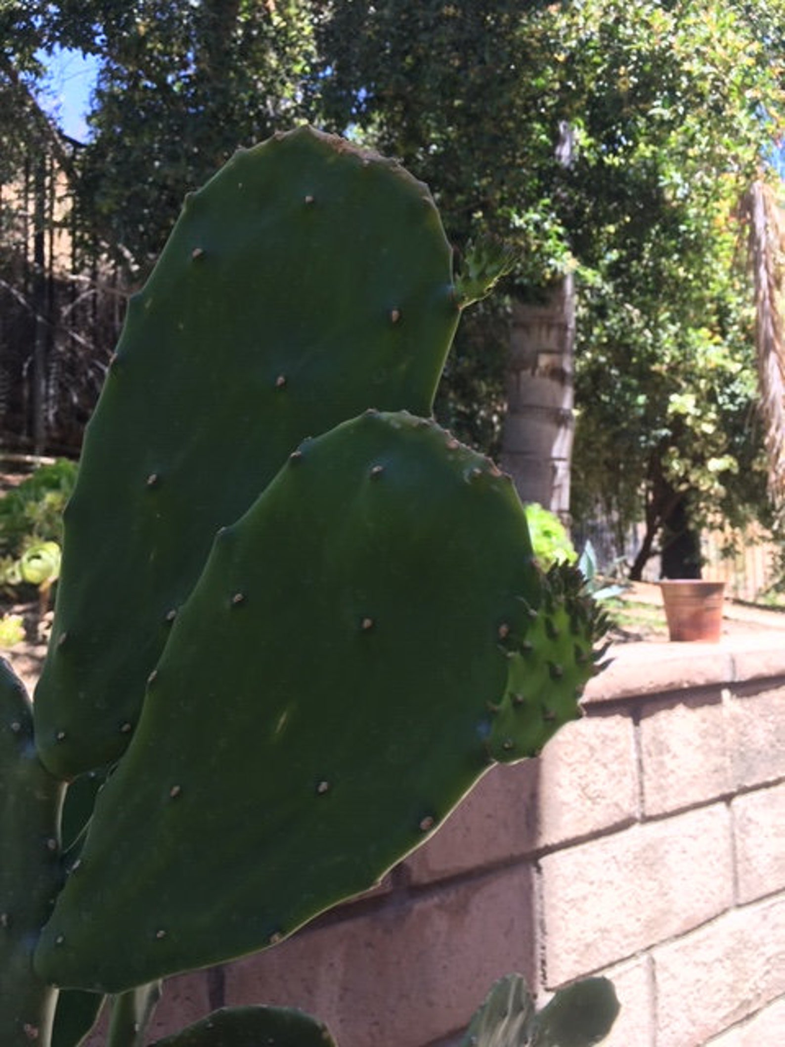 Boutures de cactus sans épine Opuntia ficus-indica. - Etsy Canada