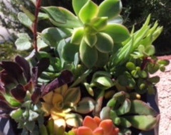 Succulent cuttings - Up to 40+ different types of succulent cuttings - free priority shipping in US