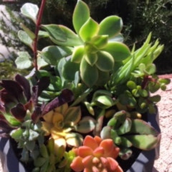 Succulent cuttings - Up to 40+ different types of succulent cuttings - free priority shipping in US