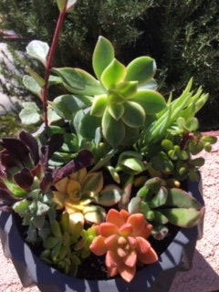 Up to 40+ Different Succulent Cutting Pack -includes free shipping