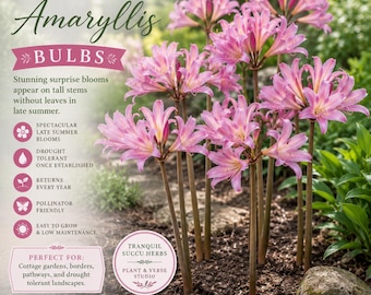 Cebule amarylisa nagiego | Amaryllis belladonna | Różowe byliny cebulowe | Roślina ogrodowa odporna na suszę | Lilia niespodzianka